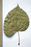Tilia mandshurica. Засушенный лист (вид снизу). Узбекистан, г. Ташкент, Ботанический сад им. Ф.Н. Русанова, 12.09.2009.