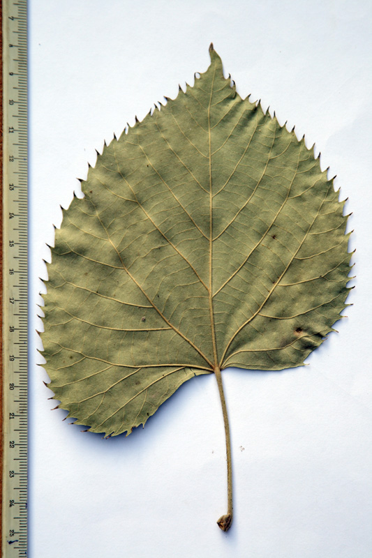 Изображение особи Tilia mandshurica.