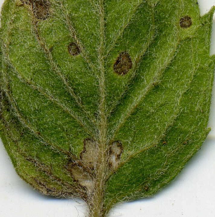 Image of Mentha &times; dalmatica specimen.