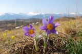 Pulsatilla multifida