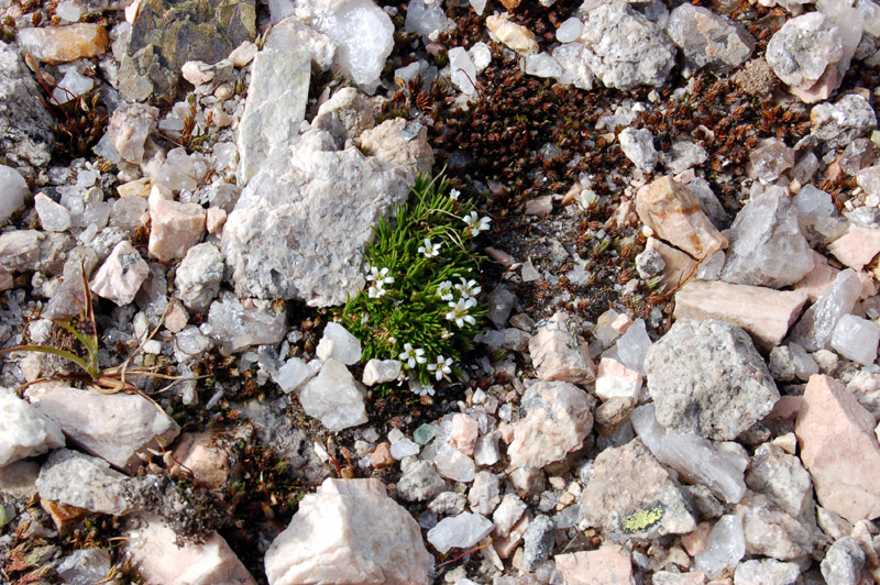 Image of Minuartia biflora specimen.