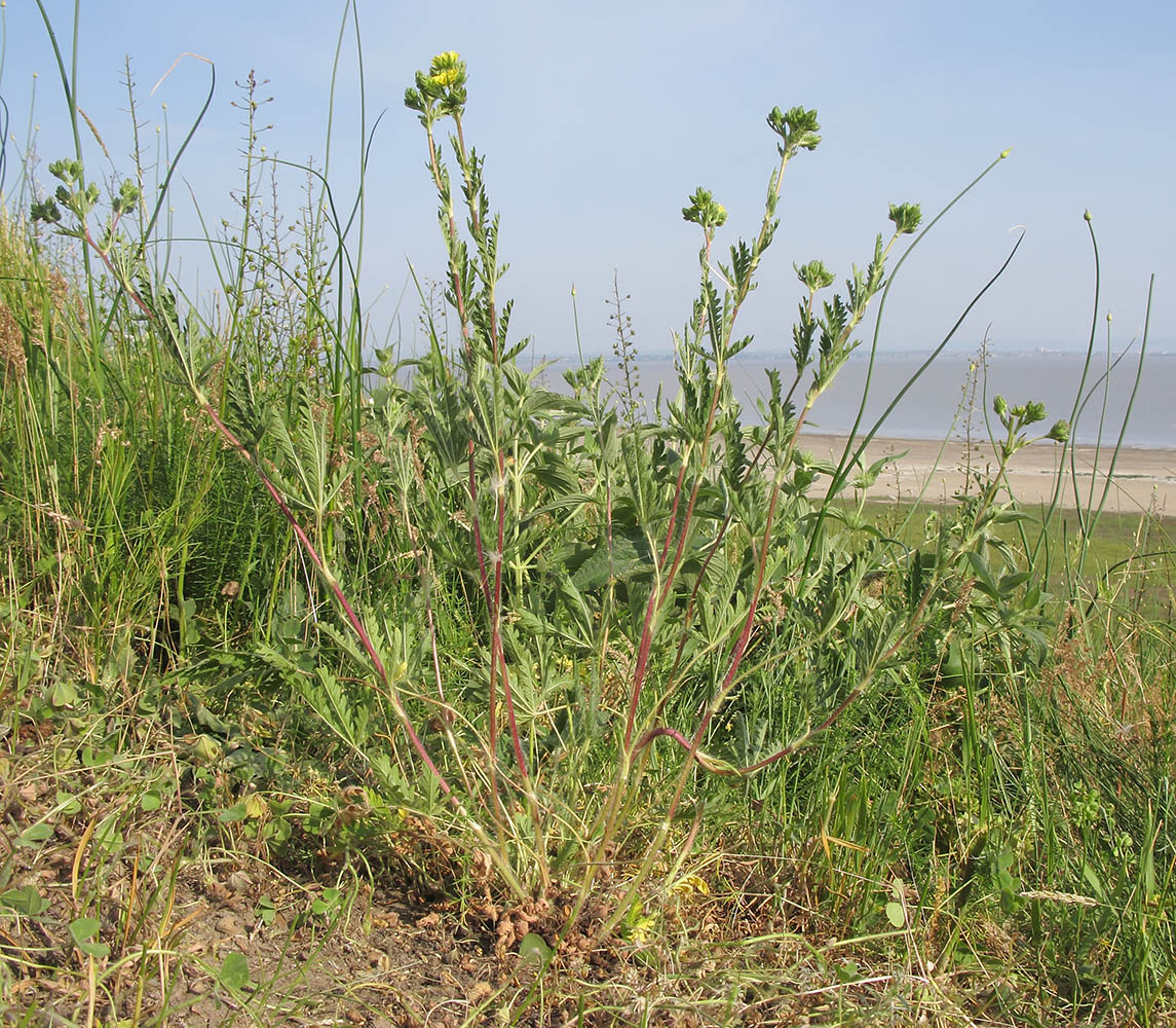 Изображение особи Potentilla laciniosa.