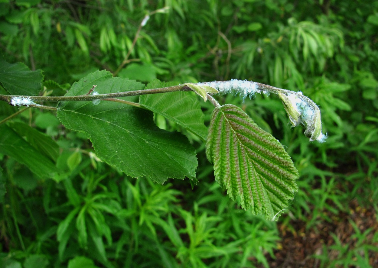 Изображение особи Alnus incana.