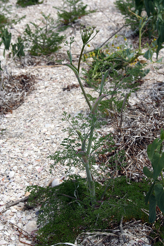 Изображение особи Astrodaucus littoralis.