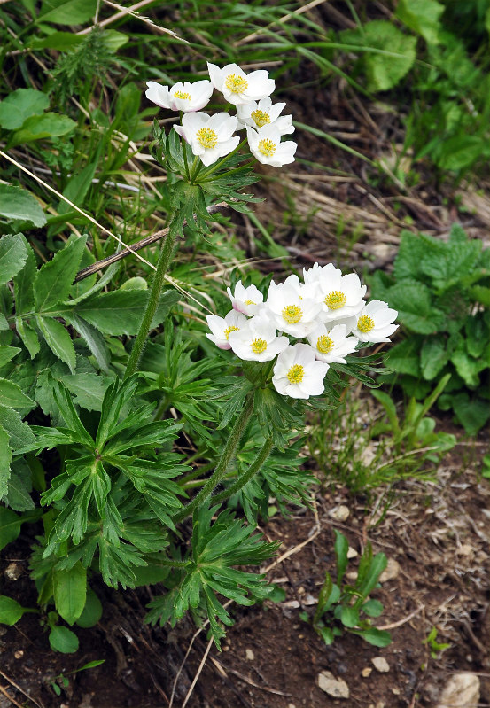 Изображение особи Anemonastrum fasciculatum.