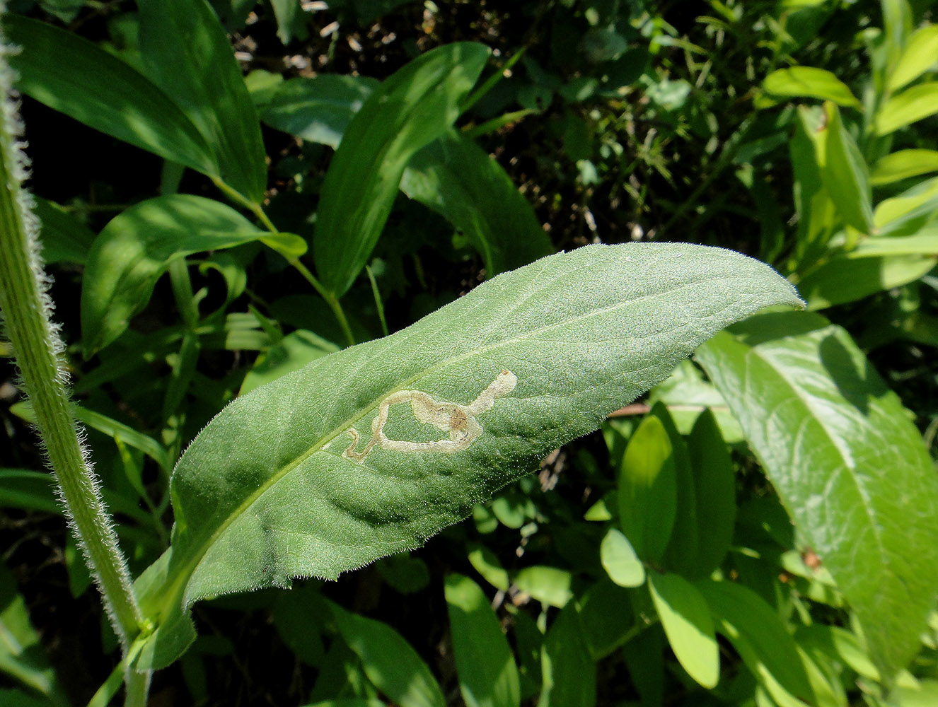 Image of Aster tataricus specimen.