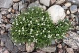 Stellaria dichotoma