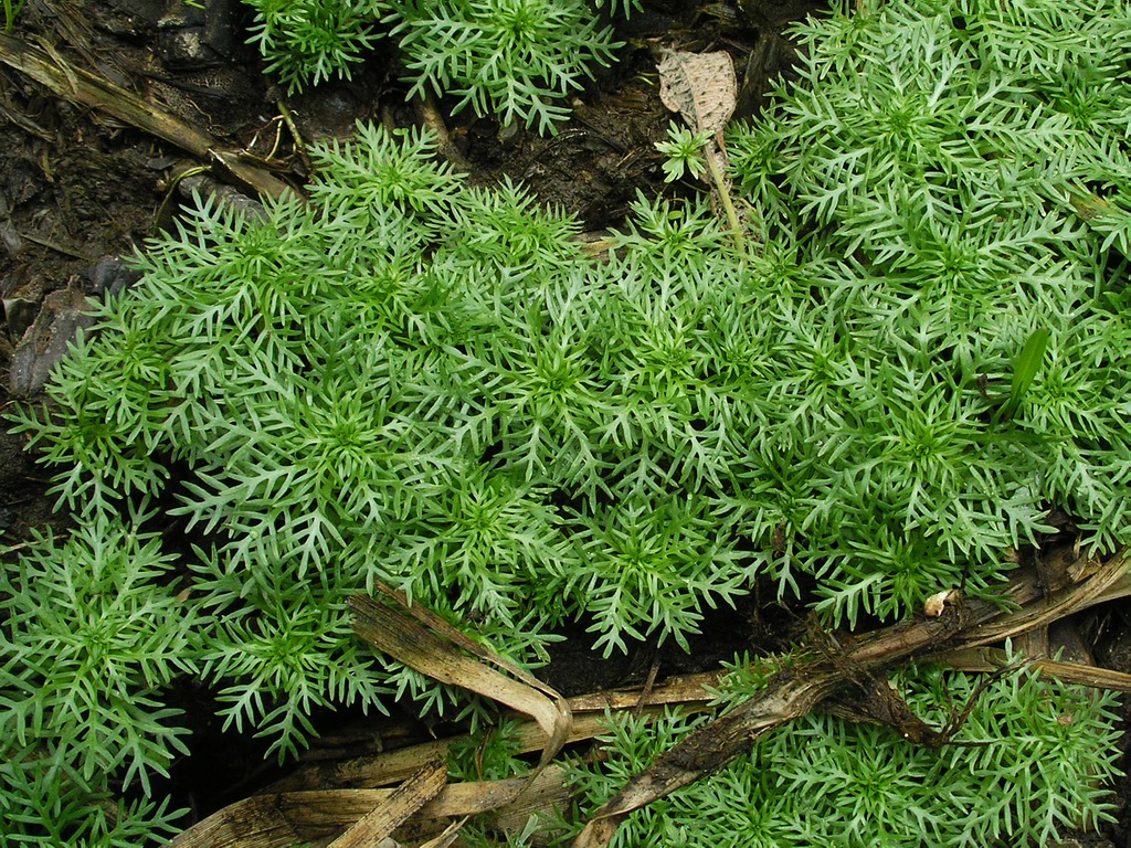 Изображение особи Hottonia palustris.