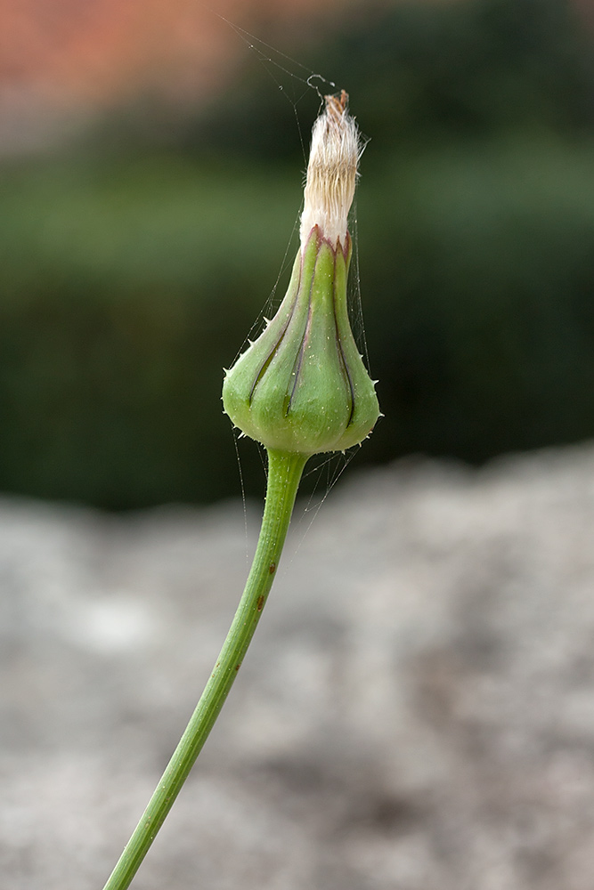 Image of Urospermum picroides specimen.