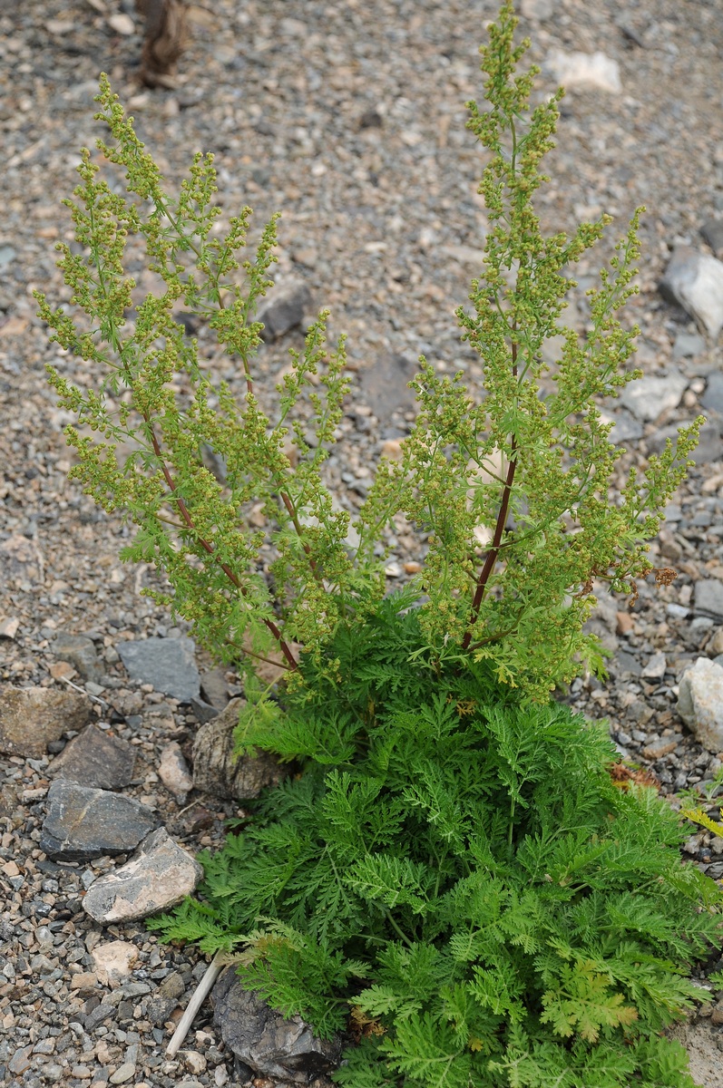 Изображение особи Artemisia annua.