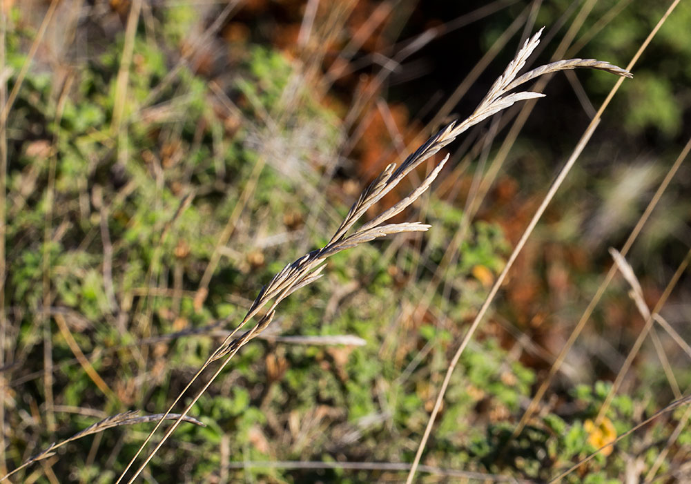 Изображение особи Brachypodium retusum.