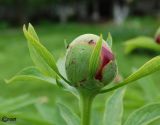 Paeonia lactiflora