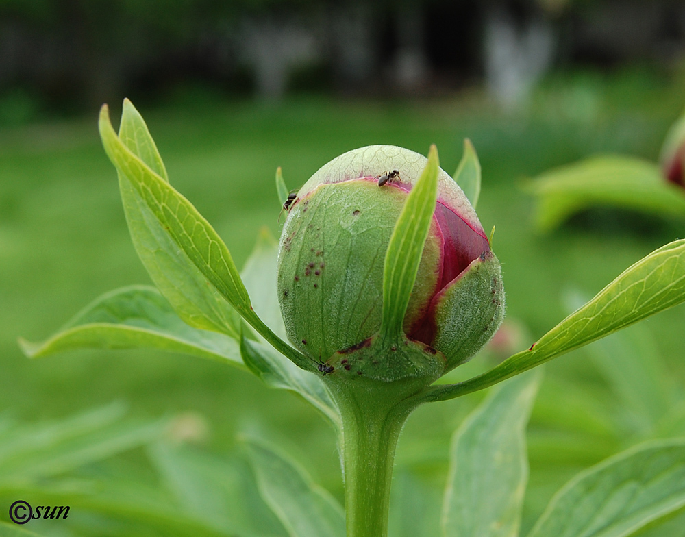 Image of Paeonia lactiflora specimen.