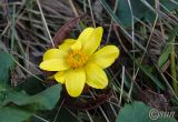 Ficaria stepporum