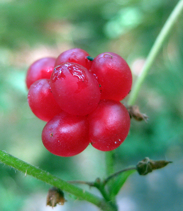 Image of Rubus saxatilis specimen.