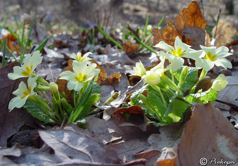 Image of Primula vulgaris specimen.