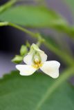 Impatiens parviflora. Цветок. Южный Казахстан, горы Алатау (Даубаба), Скалистое ущелье. 27.06.2014.