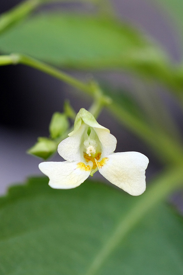 Image of Impatiens parviflora specimen.