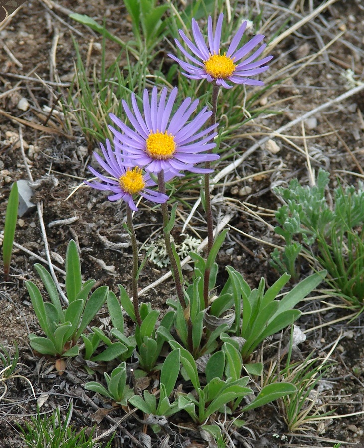 Изображение особи Aster alpinus.