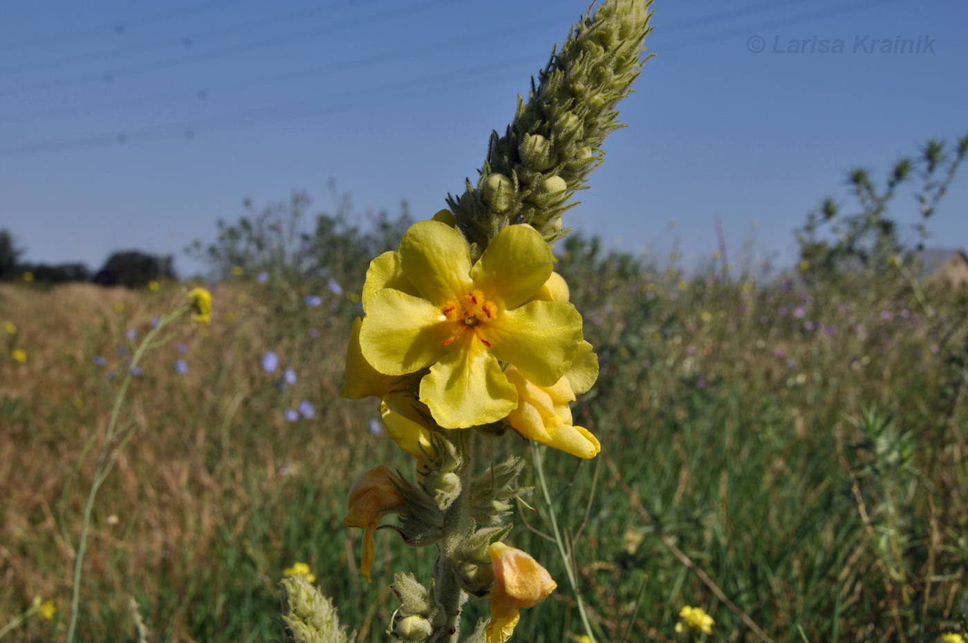 Изображение особи Verbascum densiflorum.