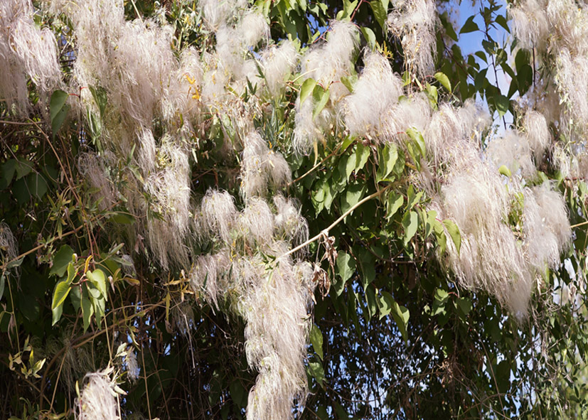 Image of Clematis orientalis specimen.