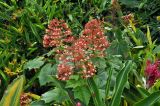 Clerodendrum paniculatum