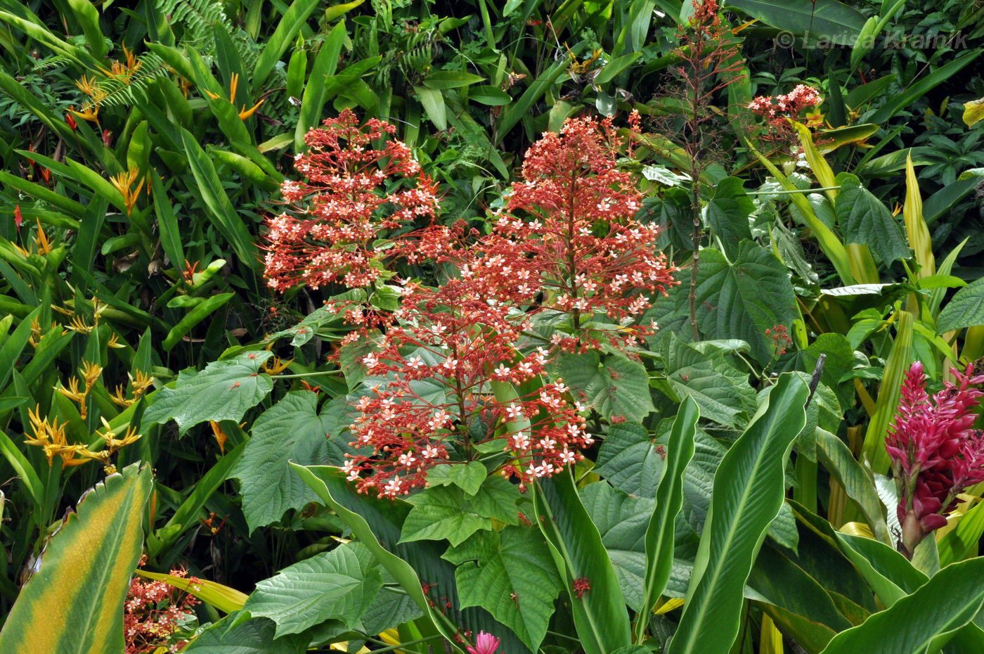 Изображение особи Clerodendrum paniculatum.