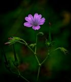 Geranium gracile. Верхушка соцветия. Абхазия, Гудаутский р-н, Рицинский реликтовый национальный парк, хребет Авадхара, долина р. Авадхара, в тени рощи из Acer trautvetteri (клен Траутфеттера) и Fagus orientalis (бук восточный). 1650 м н.у.м. 09.08.2013.