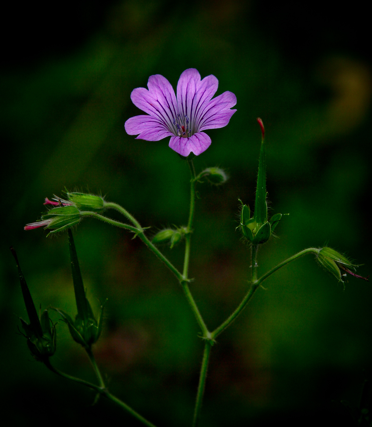 Изображение особи Geranium gracile.