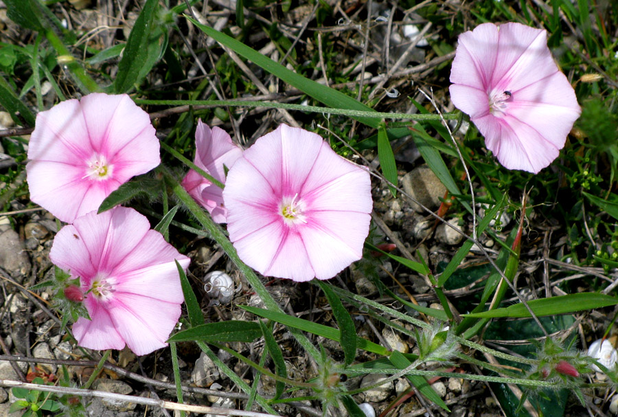 Изображение особи Convolvulus cantabrica.