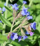 Pulmonaria mollis