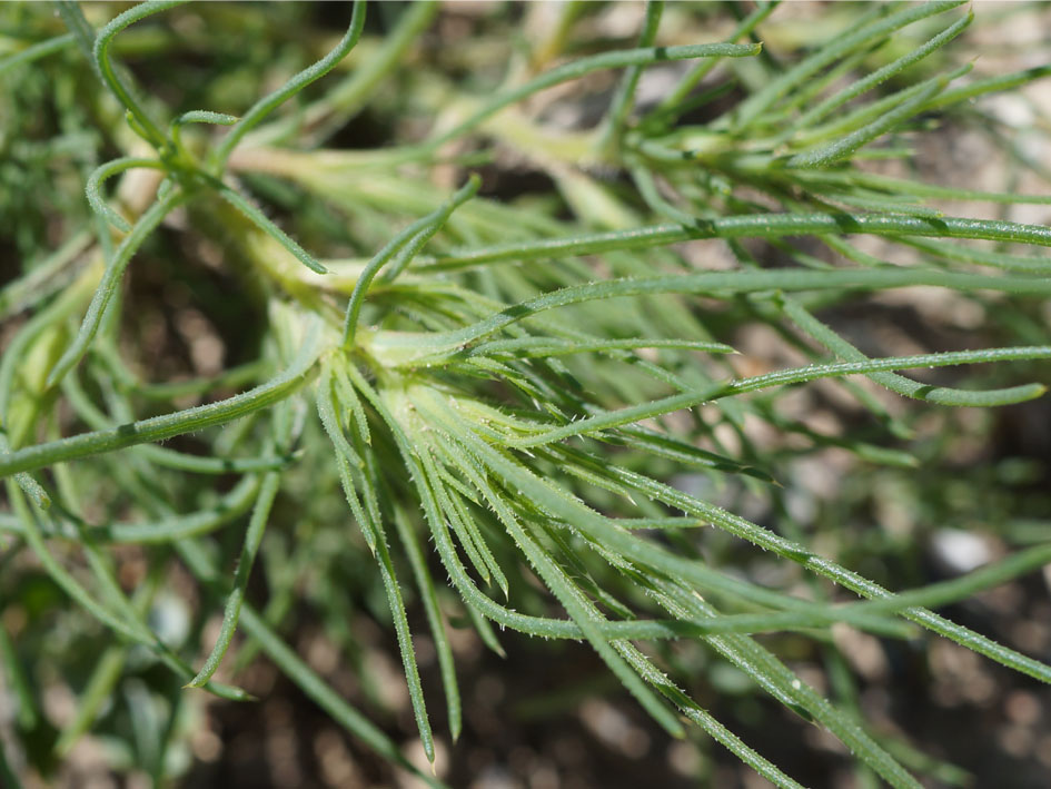 Изображение особи род Salsola.