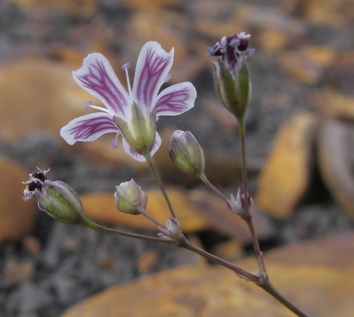 Image of Gypsophila elegans specimen.