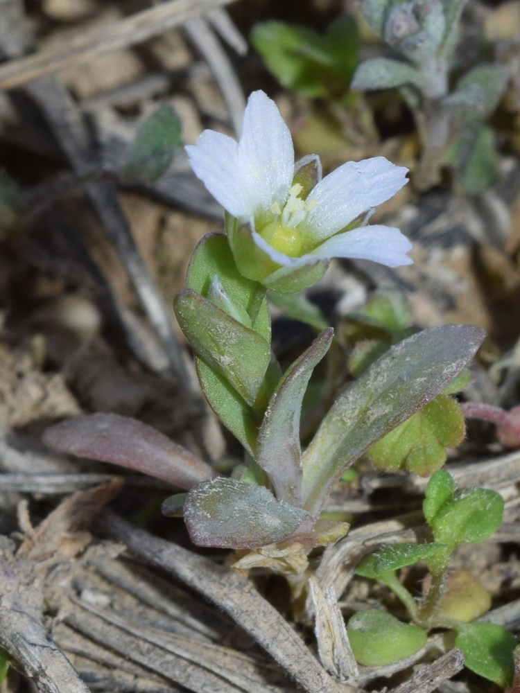 Изображение особи Holosteum umbellatum.