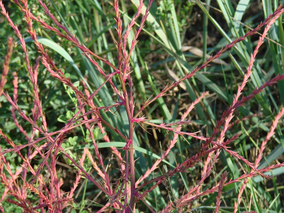 Изображение особи Salsola collina.