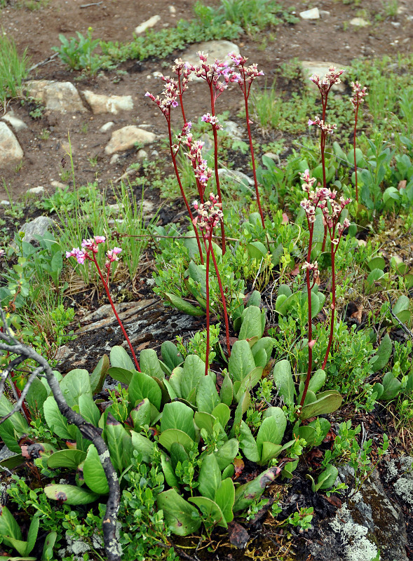 Изображение особи Bergenia crassifolia.