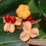 Cupaniopsis anacardioides