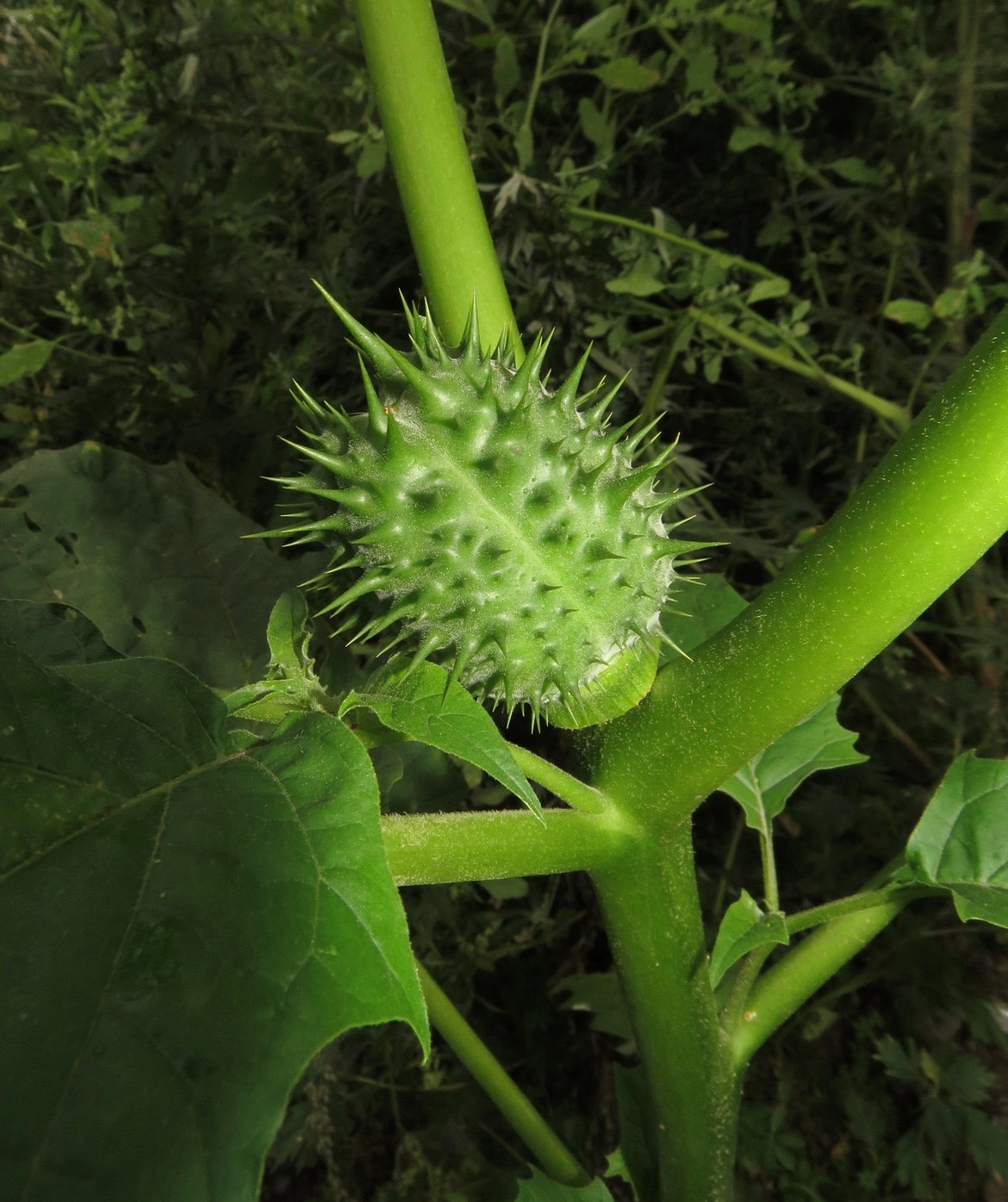 Изображение особи Datura stramonium.