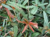 genus Berberis