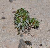 Ifloga spicata ssp. obovata