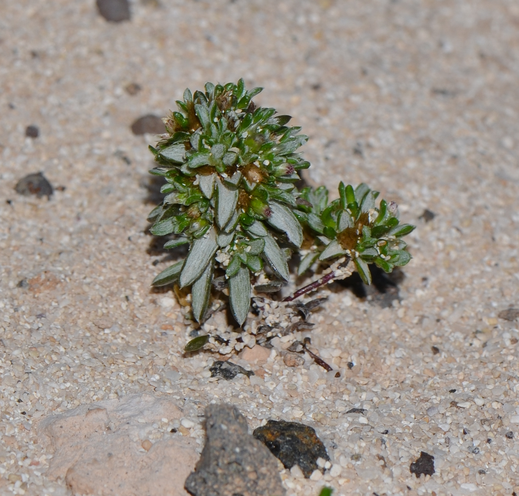 Изображение особи Ifloga spicata ssp. obovata.