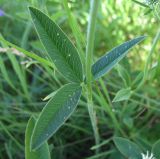 Trifolium montanum. Часть стебля с листом. Белгородская обл., Губкинский р-н, запов. «Белогорье», Ямская степь. 10 июня 2009 г.