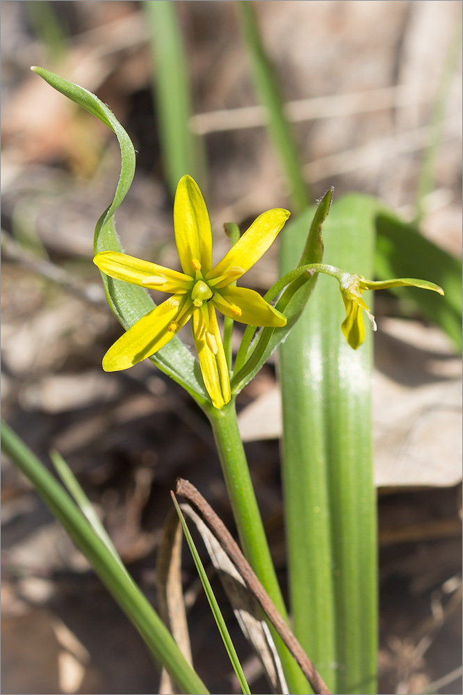 Image of Gagea lutea specimen.
