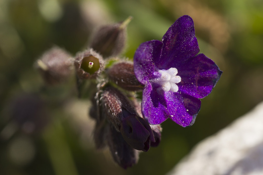 Изображение особи Anchusa hybrida.