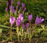 Colchicum speciosum. Цветущие растения. Средний Урал, Пермский край, Добрянский р-н, 5 км от ст. Ярино, опушка смешанного леса, давно заброшенный садовый участок, в культуре. 14 сентября 2013 г.