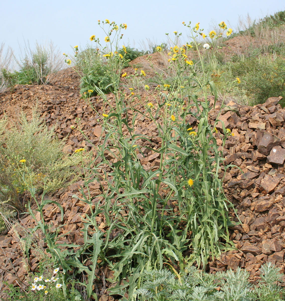 Изображение особи Sonchus arvensis ssp. uliginosus.