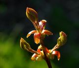 Acer platanoides