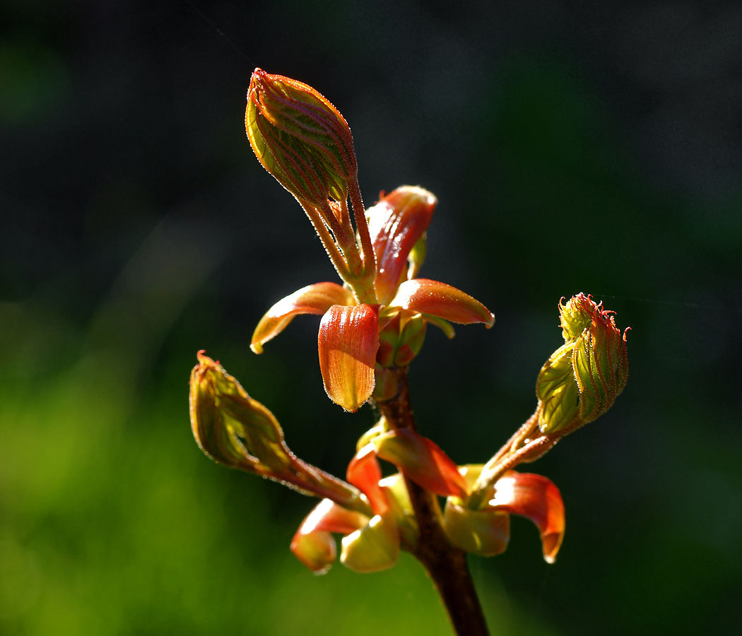 Изображение особи Acer platanoides.