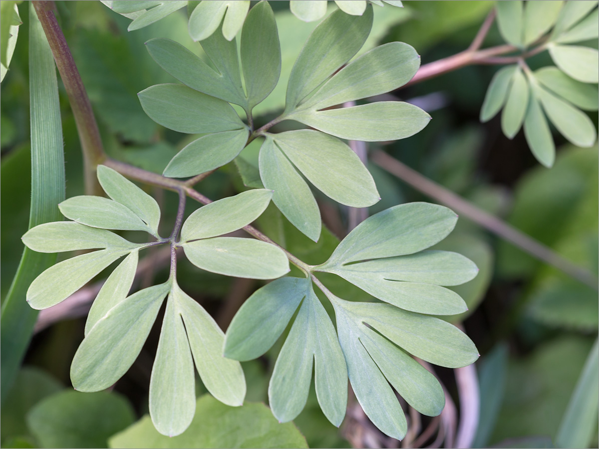 Изображение особи Corydalis bracteata.