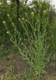 Camelina microcarpa